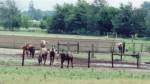Horses in field Thumb